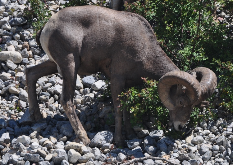 Big Horn sheep